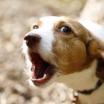 Some Techniques For Almost Any Good Dog Barking Control