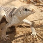 Helpful techniques for Keeping Desert Iguanas