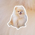 Why I Like The Pomeranian and Recommend Them Since The Next Dog