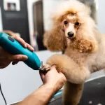 Poodle-getting-its-nails-trimmer-at-the-grooming-salon