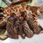 The Joys of Keeping a Bengal Cat: A Feline Marvel