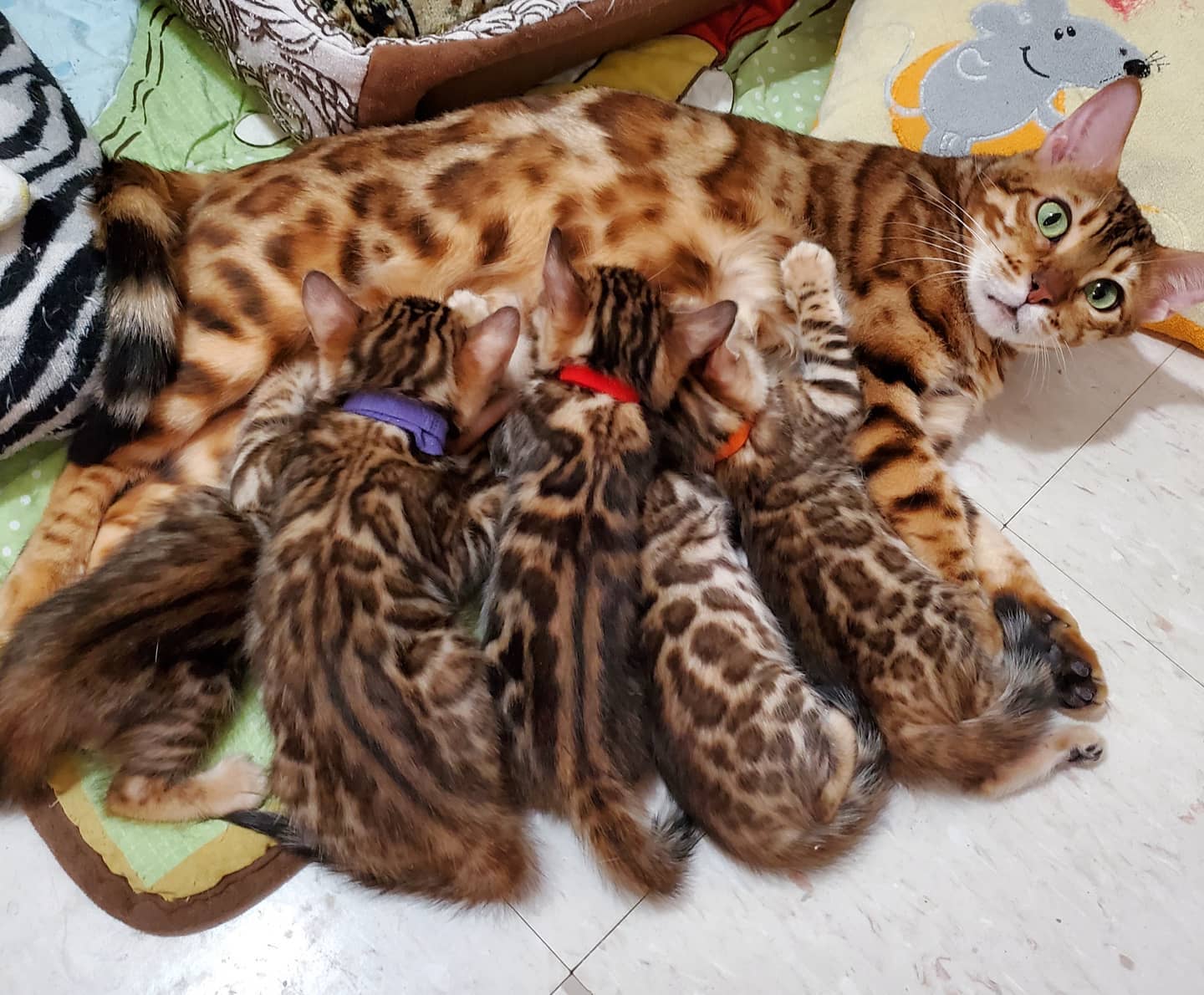 bengal kitten Toronto