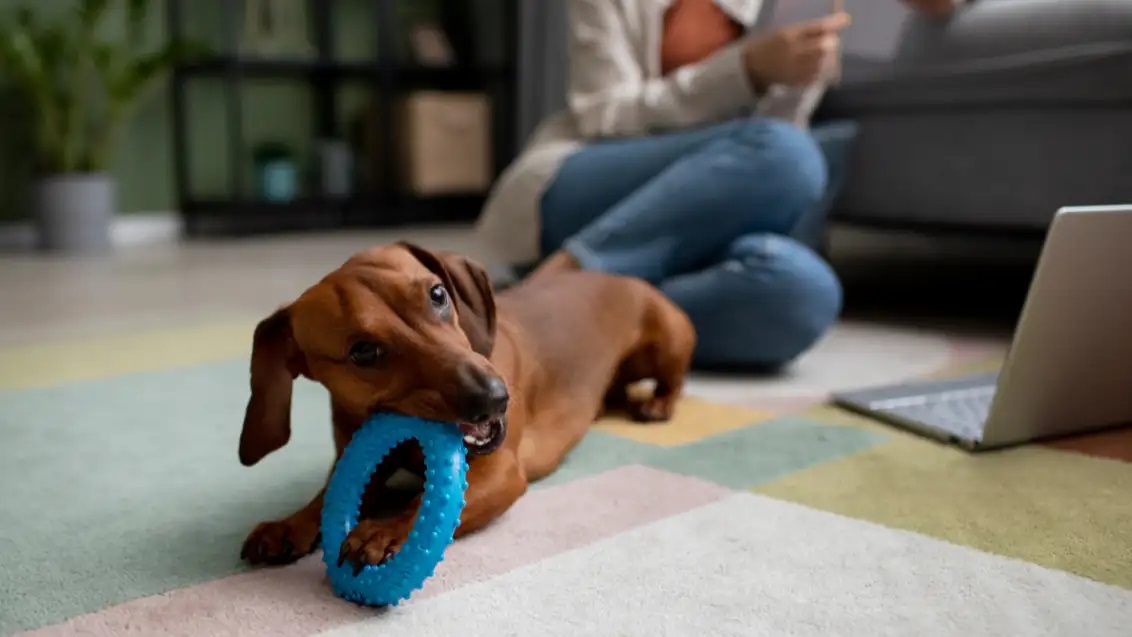 Doggy Diarrhea: 5 Days In, Acting Fine, But Should You Be Worried?