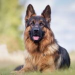 The Health Advantage: Why East German Shepherds are Prized for Their Robustness and Longevity
