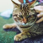 Top 10 Ways Bravecto Works for Cats vs. Traditional Treatments