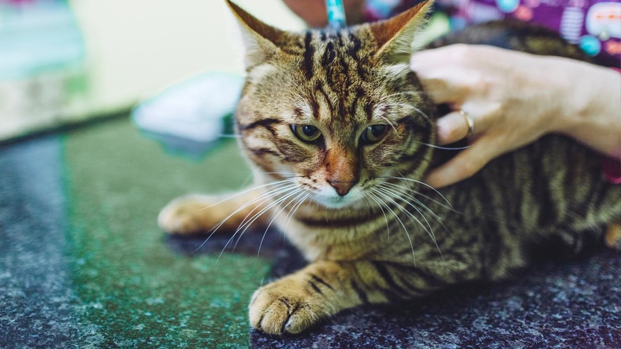 Top 10 Ways Bravecto Works for Cats vs. Traditional Treatments