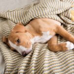 Insights into Dog Wellness and Conduct: Essential Knowledge