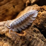 The Role of Isopods in Natural Ecosystems and Soil Health