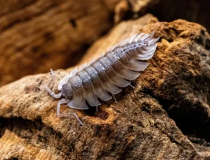 The Role of Isopods in Natural Ecosystems and Soil Health